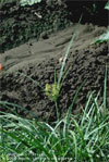 Yellow Nutsedge Killer